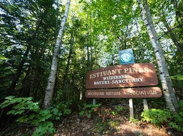 Celebrating its 50th year, Estivant Pines Inducted into the National Old-Growth Forest Network
